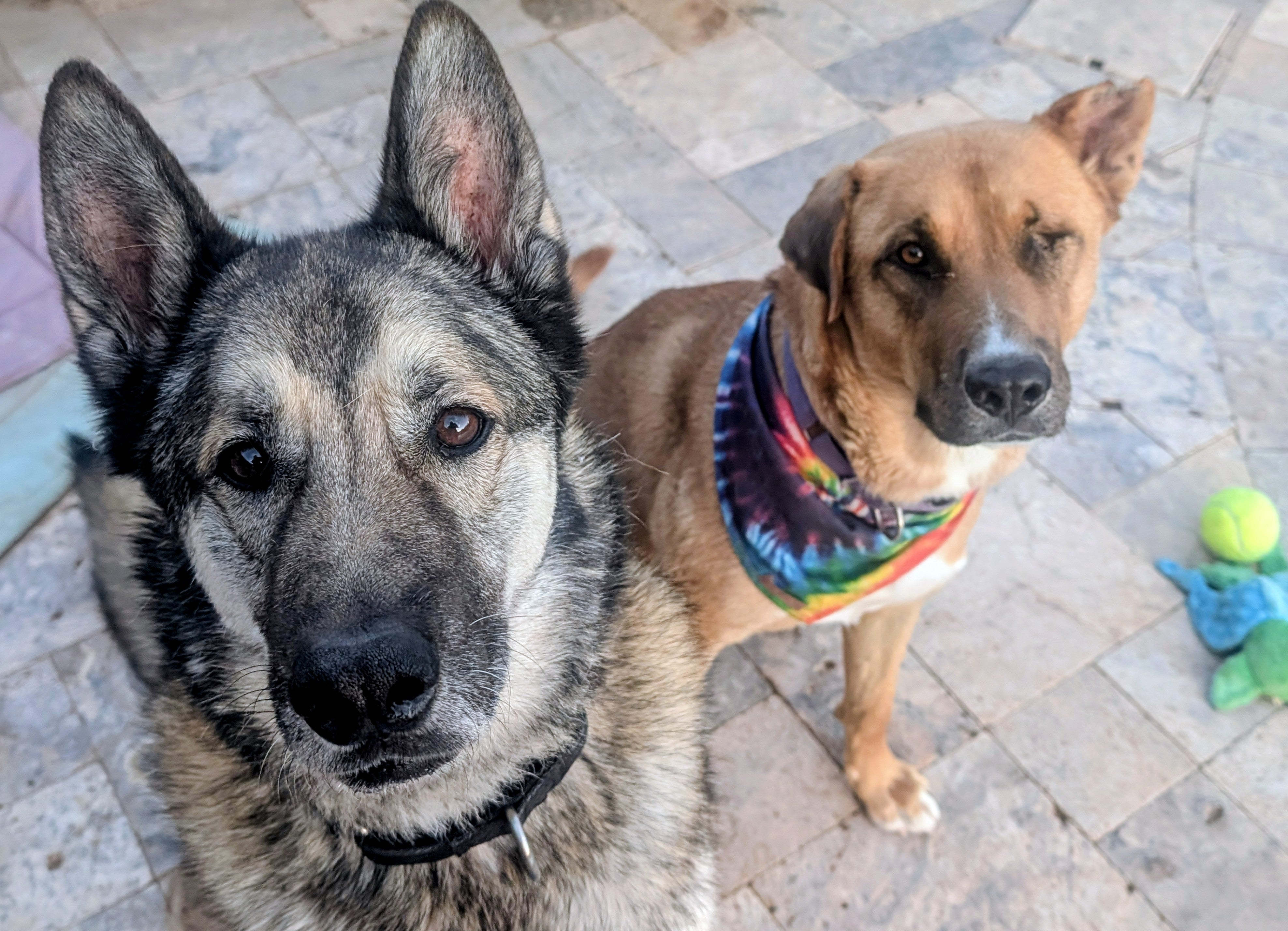Most Likely to Take a Dog Home: Susan & the Four