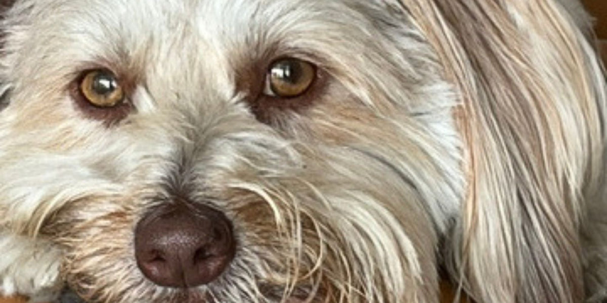 Bobbi. Those Lion Eyes