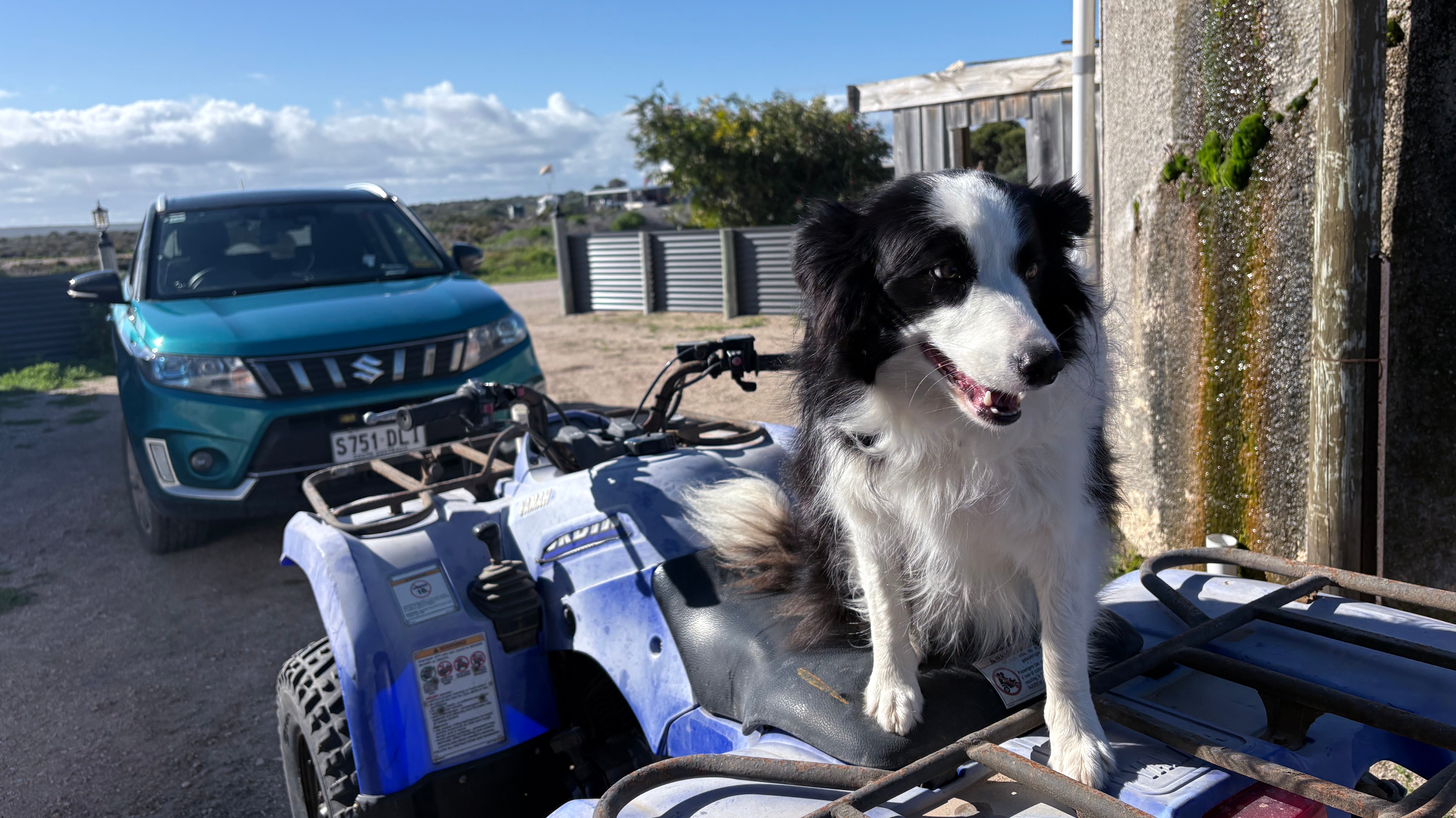 Employed by a Dog: Yair & Luna