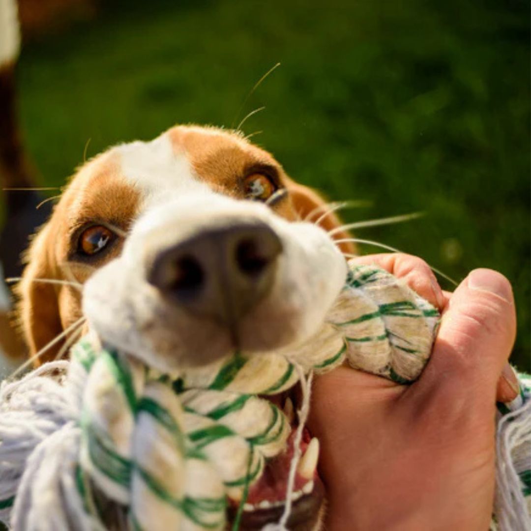 Cooking Treats for Our Dogs: A Guide to Homemade Love