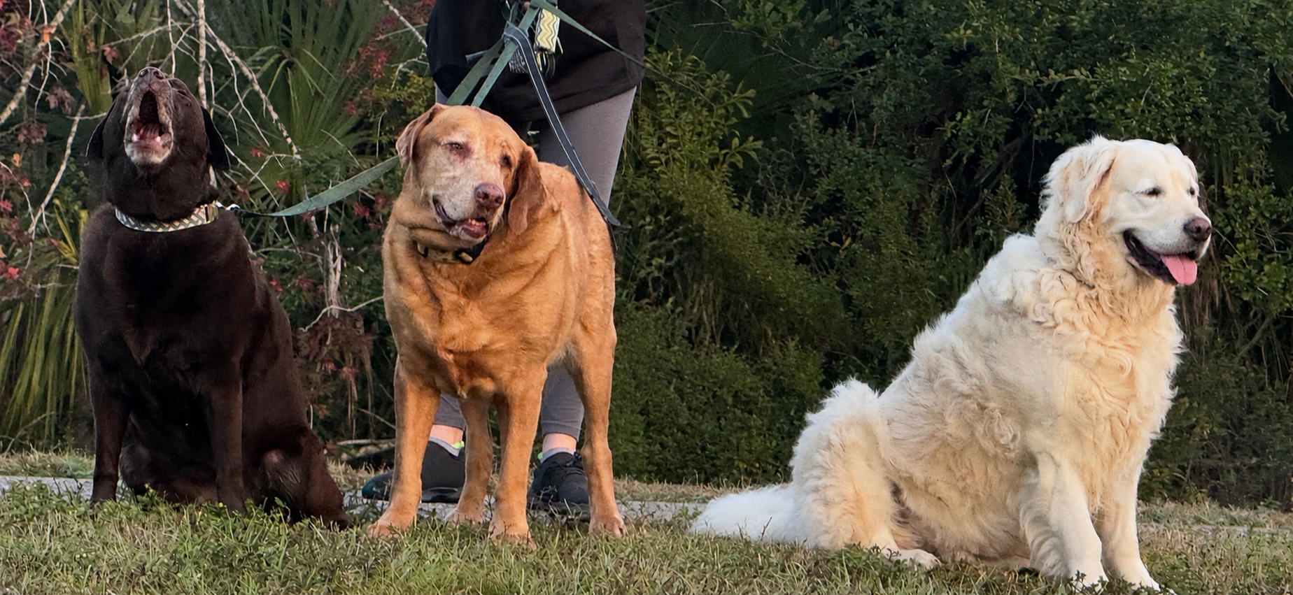 Pure Joy: Phil, Jacalin & the Labs