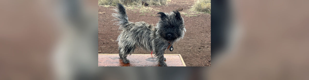 Oscar the scruffy Cairn Terrier standing on a bench